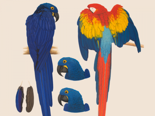 Bird Illustrations Catalogue - Shapero